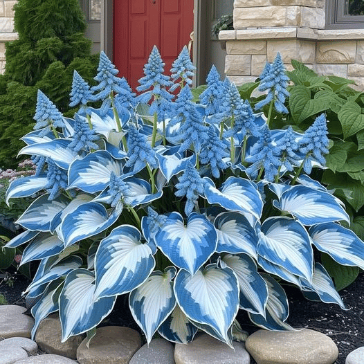 🌌Hosta Seeds🌿Rare Hosta Seeds🌿 Perennial Shade Plant for Garden(Can be planted in winter)