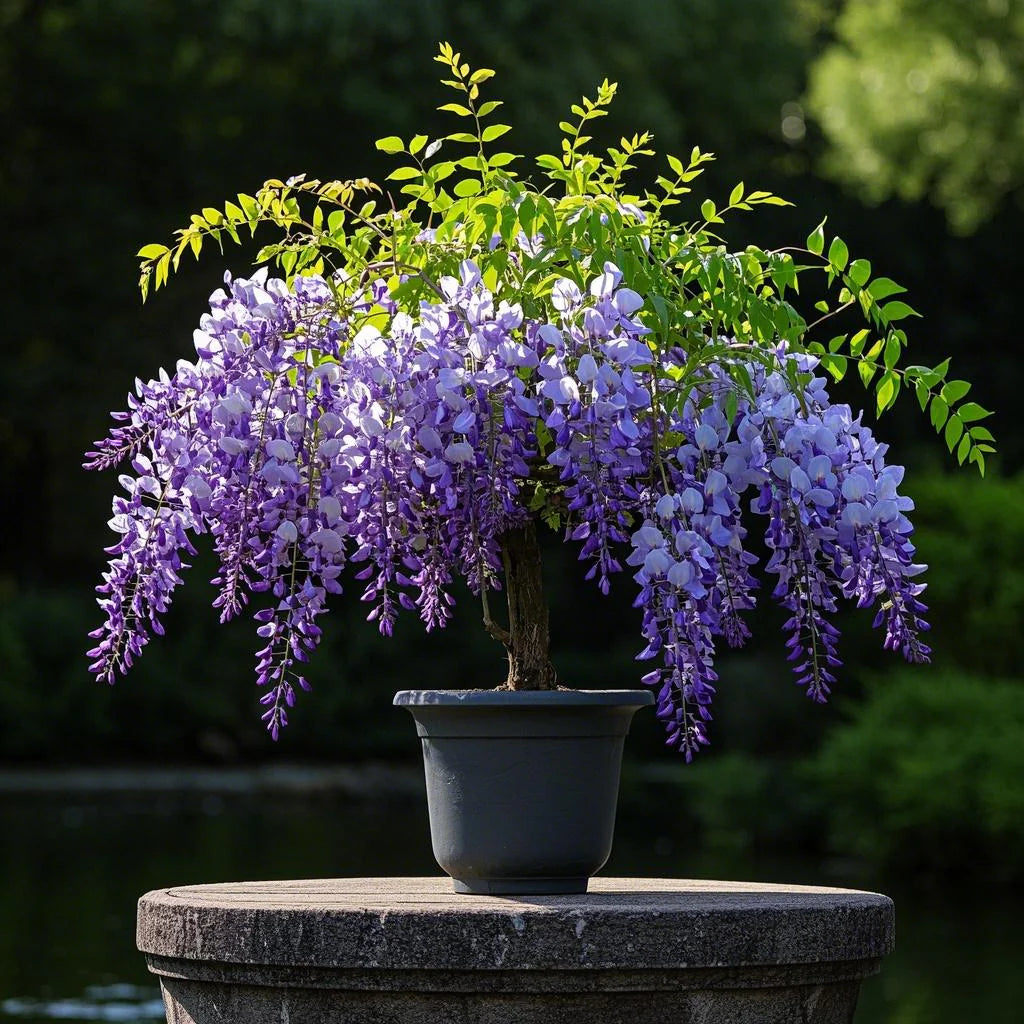 🔥LAST DAY Promotion 35% OFF 🌈🏠Beautiful Wisteria Potted Plants That Bloom All Year Round💜🌼