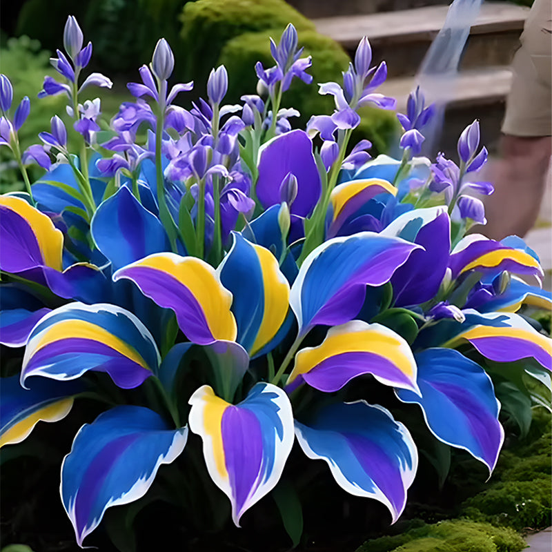 🌞 Easy-to-Grow Colorful Hostas for Year-Round Beauty🪴50 Seeds/Pcs