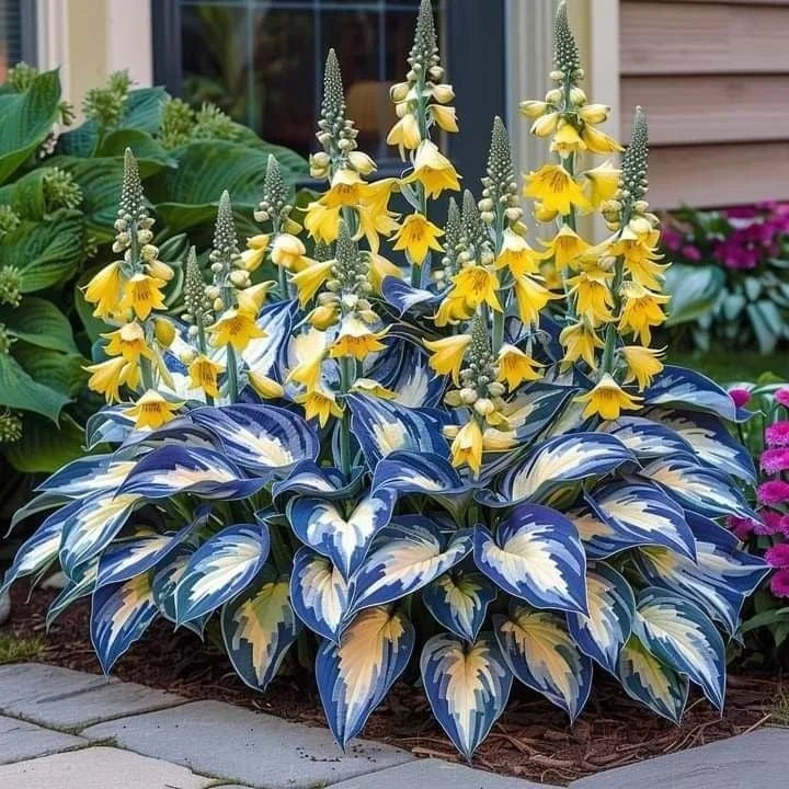 🌌Hosta Seeds🌿Rare Hosta Seeds🌿 Perennial Shade Plant for Garden(Can be planted in winter)