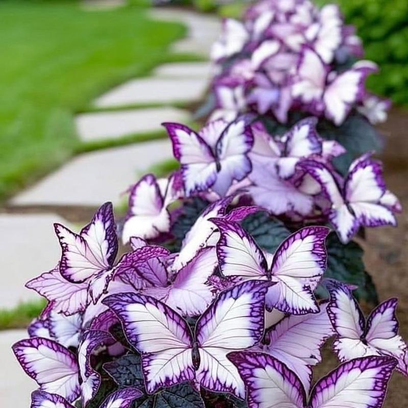 🦋 Unique purple butterfly-shaped perennial plant(Can be planted in winter)🦋