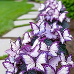 🦋 Unique purple butterfly-shaped perennial plant(Can be planted in winter)🦋