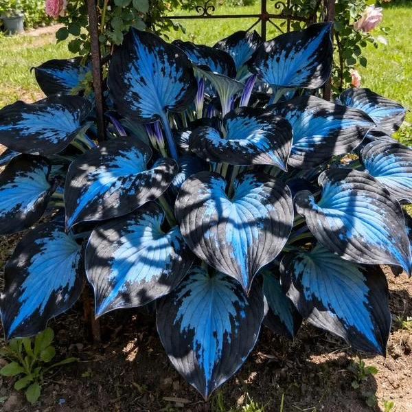 🌌Hosta Seeds🌿Rare Hosta Seeds🌿 Perennial Shade Plant for Garden(Can be planted in winter)