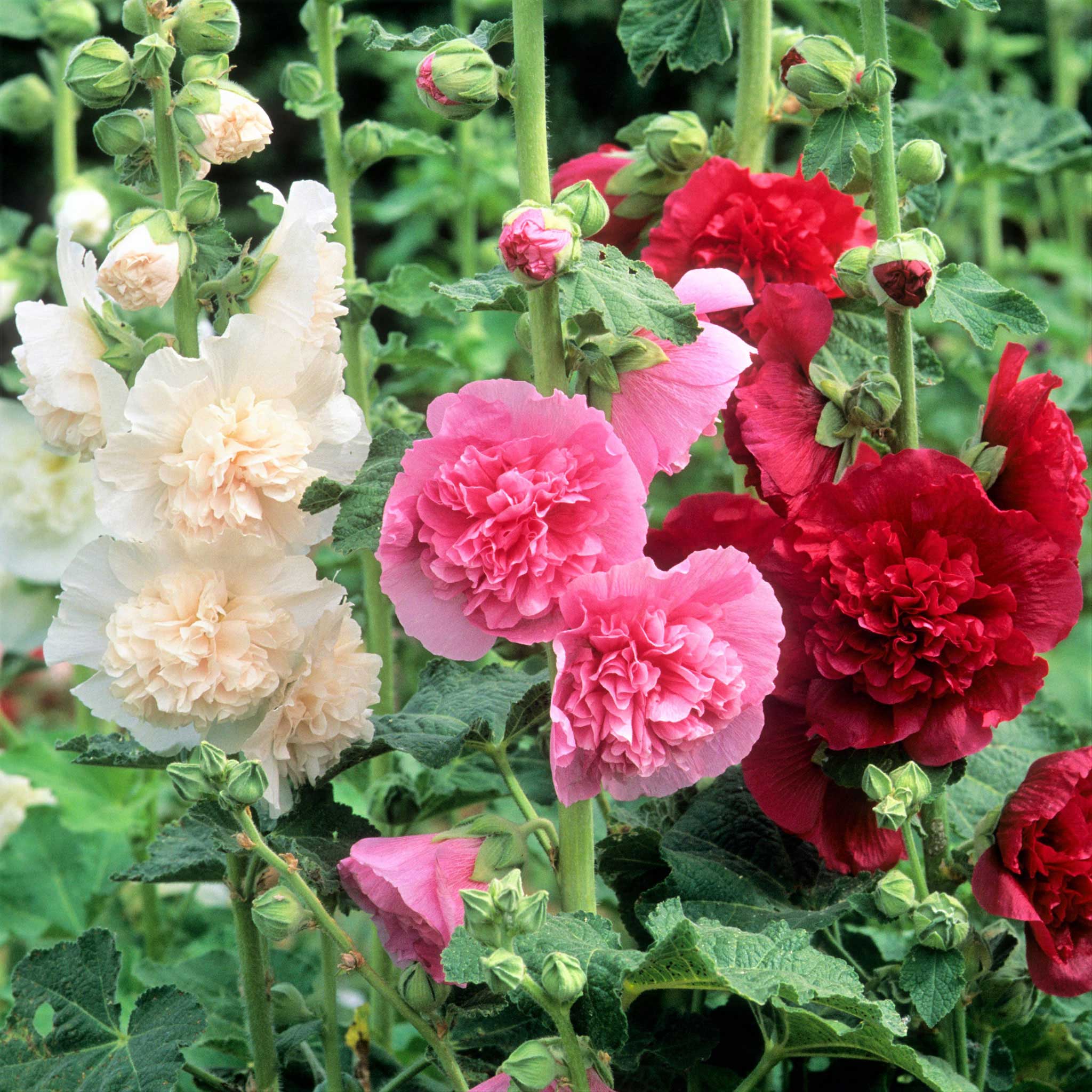 🌺Double Hollyhock Seeds🌺
