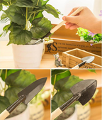 ✨Hydroponic Rose Bulbs -Enchanting Fragrant🌹Can be grown in water or soil