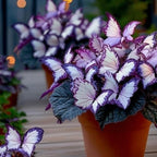 🦋 Unique purple butterfly-shaped perennial plant(Can be planted in winter)🦋