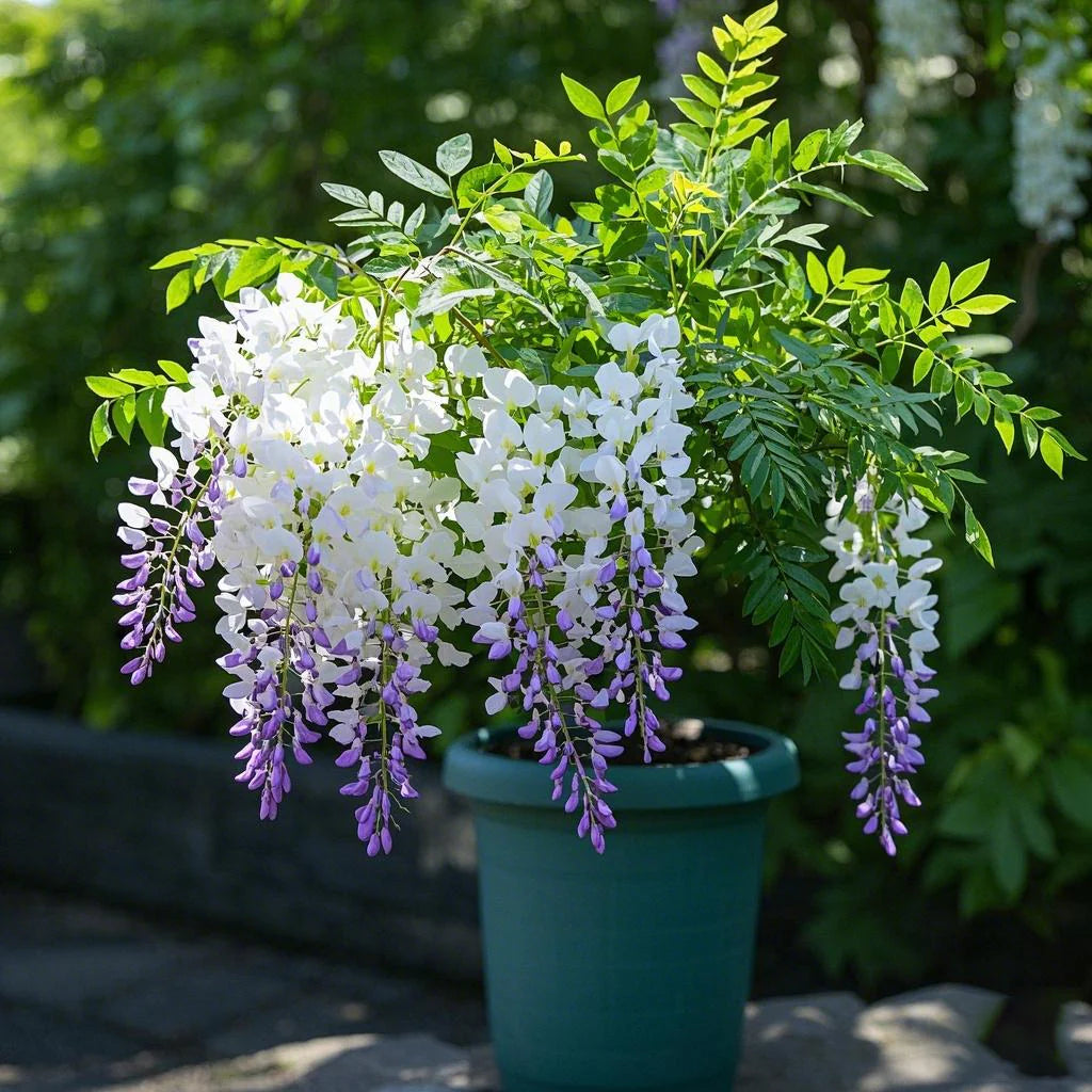 🔥LAST DAY Promotion 35% OFF 🌈🏠Beautiful Wisteria Potted Plants That Bloom All Year Round💜🌼