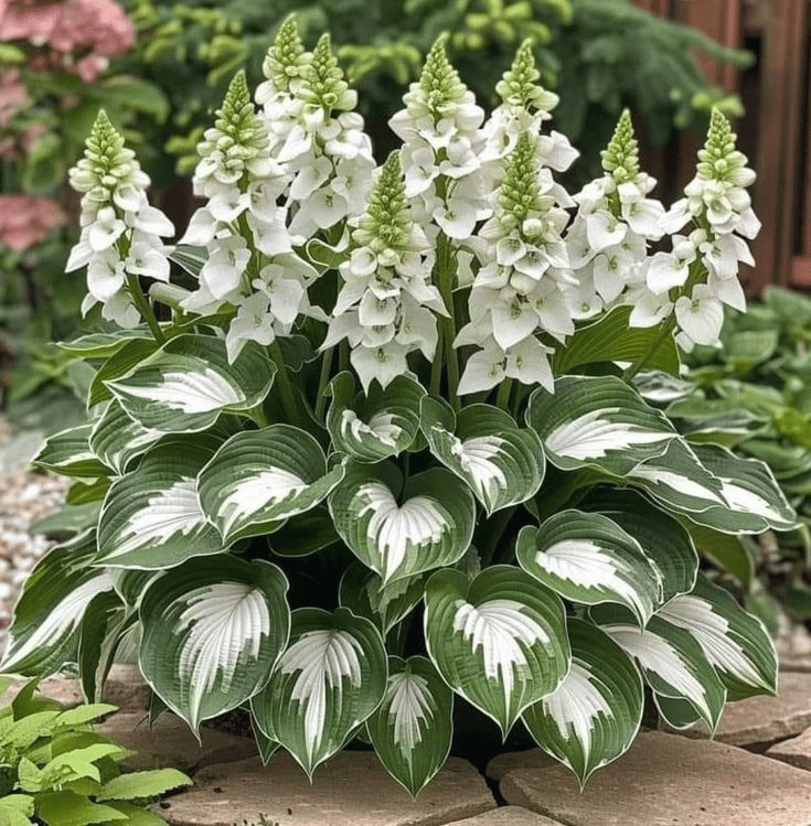 🌌Hosta Seeds🌿Rare Hosta Seeds🌿 Perennial Shade Plant for Garden(Can be planted in winter)
