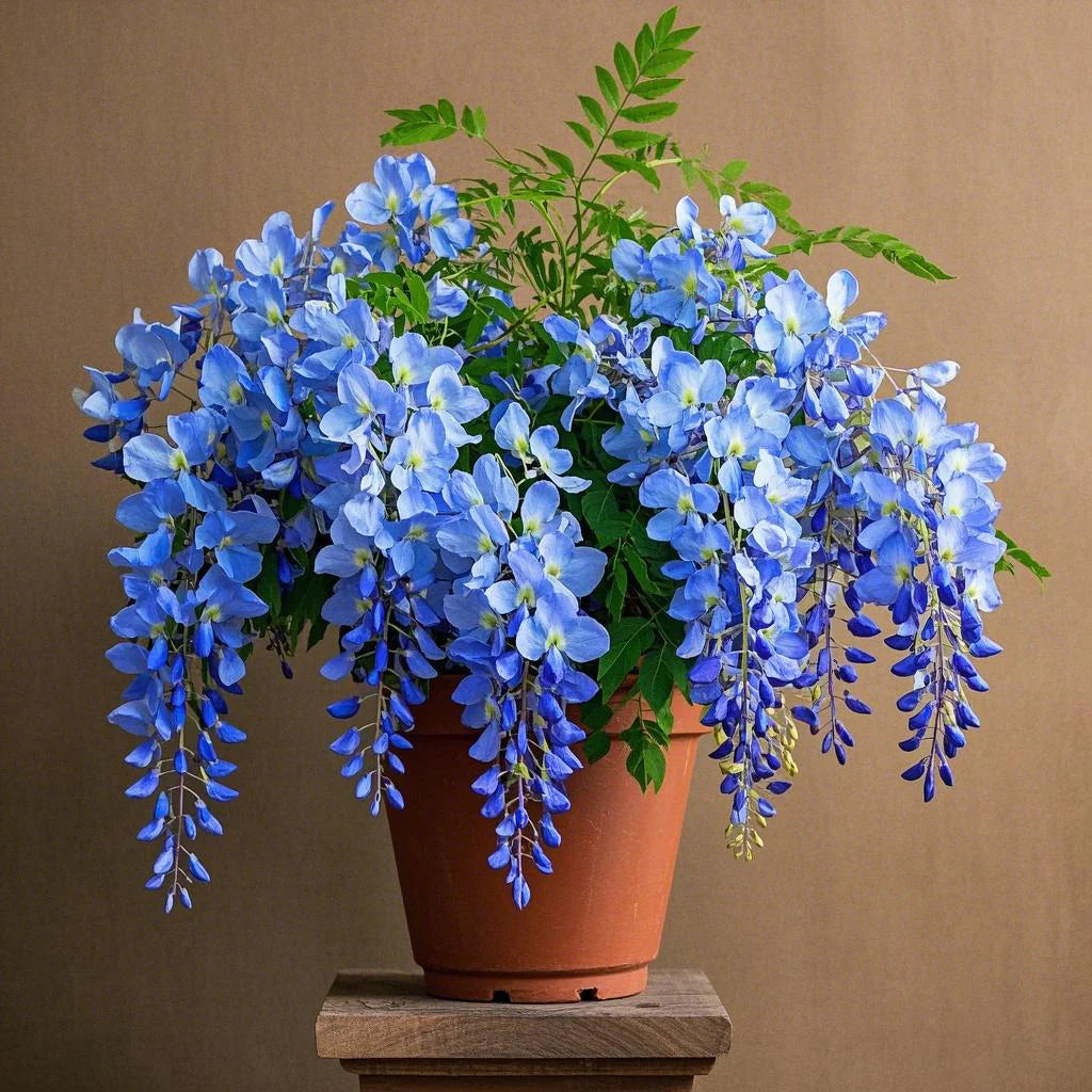 🔥LAST DAY Promotion 35% OFF 🌈🏠Beautiful Wisteria Potted Plants That Bloom All Year Round💜🌼