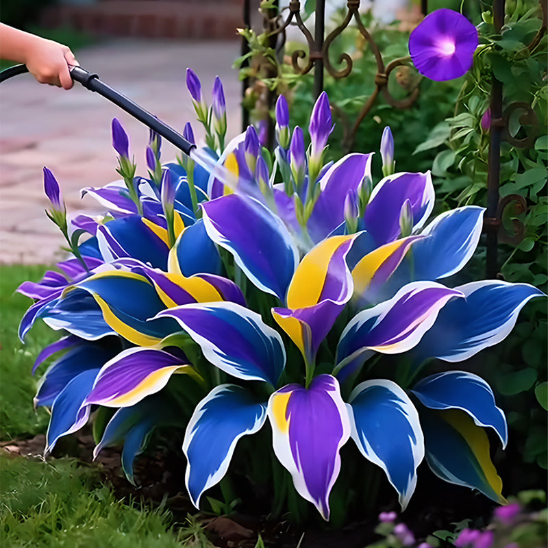 🌞 Easy-to-Grow Colorful Hostas for Year-Round Beauty🪴50 Seeds/Pcs