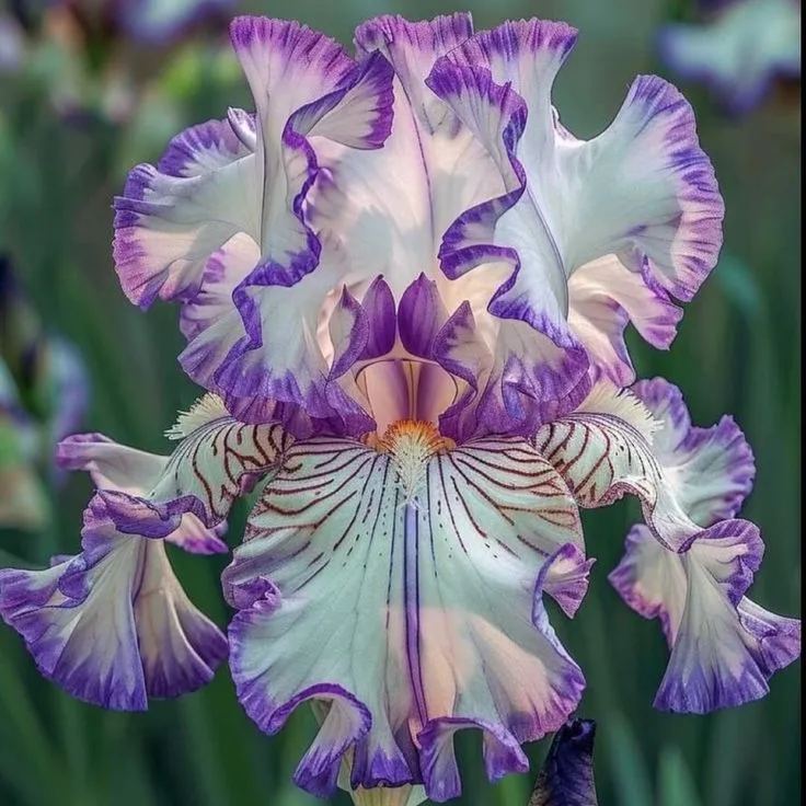 Enchanted Mirage-Rare Iris Bulbs⚜️