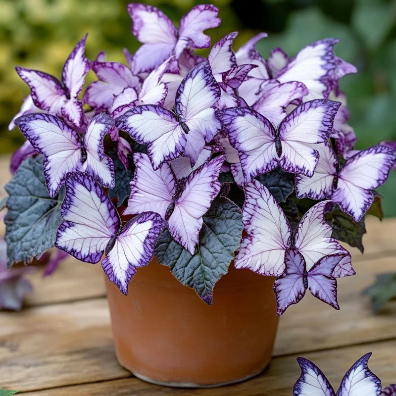 🦋 Unique purple butterfly-shaped perennial plant(Can be planted in winter)🦋