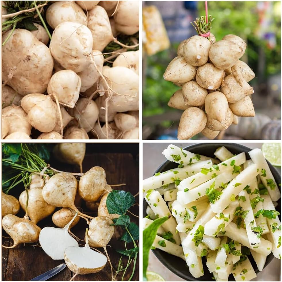 Exclusive Offer💥Rich, Juicy and Nutritious Crispy Fruit -Sweet Jicama for Planting in Your Home( Can be planted in winter)🍠