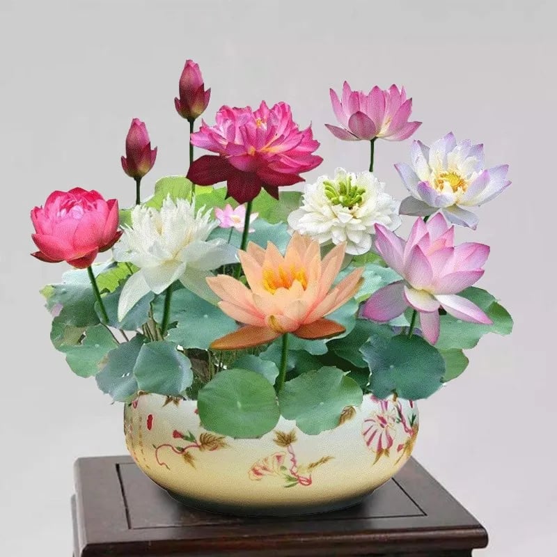 🔥HOT SALE 39% OFF💐Beautiful  Sacred Bonsai Bowl Lotus Flower Seeds (Can be planted in winter)