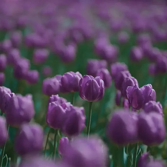 🔥HOT SALE 49% OFF💐🌷Beautiful tulip flowers🌷