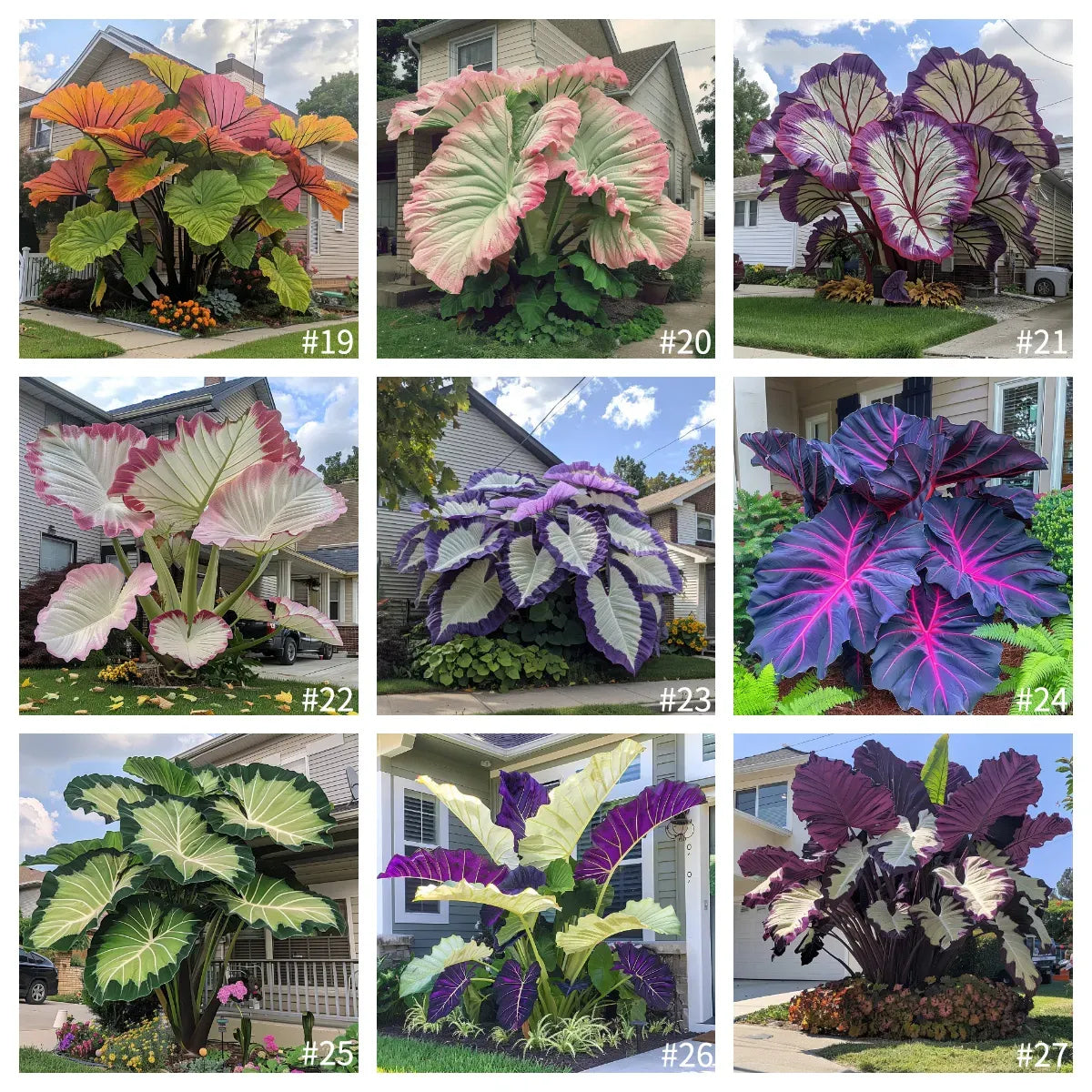 🔥LAST DAY 49% OFF🍃 Rare Hosta Bulbs – Perennial Shade/Outdoor Ornamental Foliage🌿