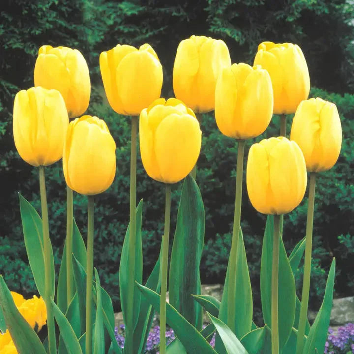 🔥HOT SALE 49% OFF💐🌷Beautiful tulip flowers🌷