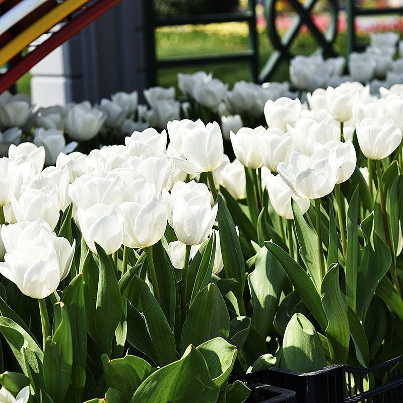 🔥HOT SALE 49% OFF💐🌷Beautiful tulip flowers🌷