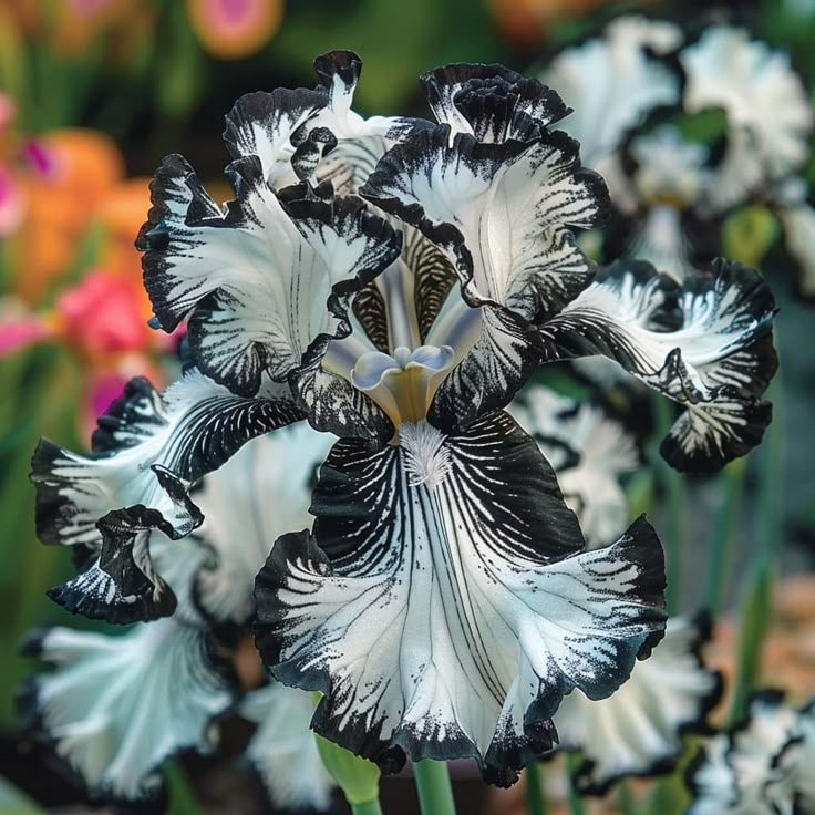 Inferno Eclipse-Rare Iris Bulbs⚜️