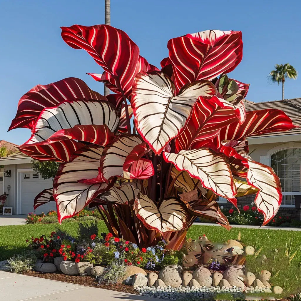 🔥LAST DAY 49% OFF🍃 Rare Hosta Bulbs – Perennial Shade/Outdoor Ornamental Foliage🌿