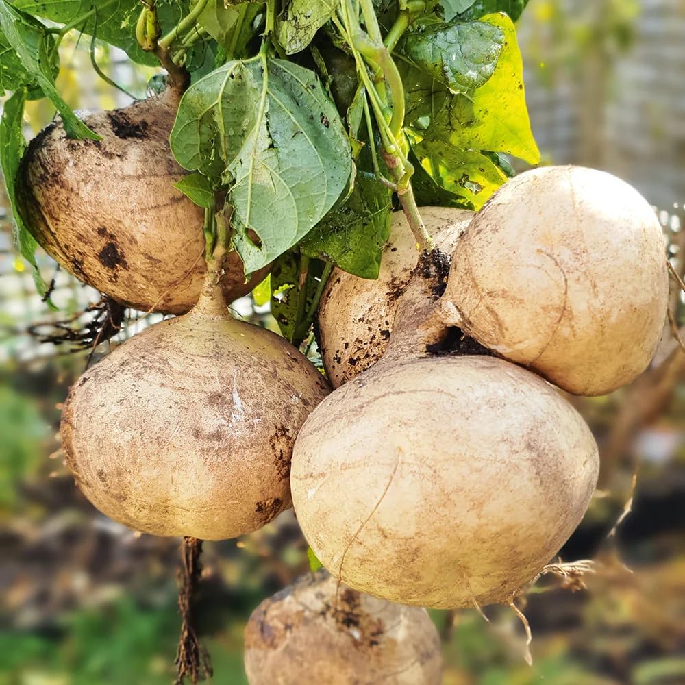 Exclusive Offer💥Rich, Juicy and Nutritious Crispy Fruit -Sweet Jicama for Planting in Your Home( Can be planted in winter)🍠