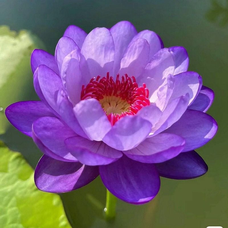 🔥HOT SALE 39% OFF💐Beautiful  Sacred Bonsai Bowl Lotus Flower Seeds (Can be planted in winter)