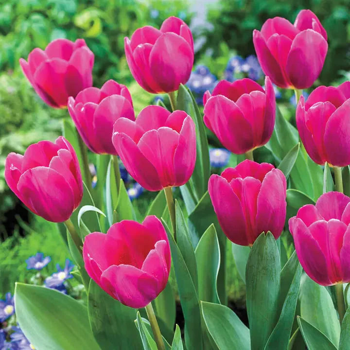 🔥HOT SALE 49% OFF💐🌷Beautiful tulip flowers🌷