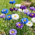 🌸BeautifulCornflower Garden Seeds (Can be planted in winter)🌸