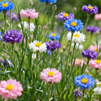 🌸BeautifulCornflower Garden Seeds (Can be planted in winter)🌸