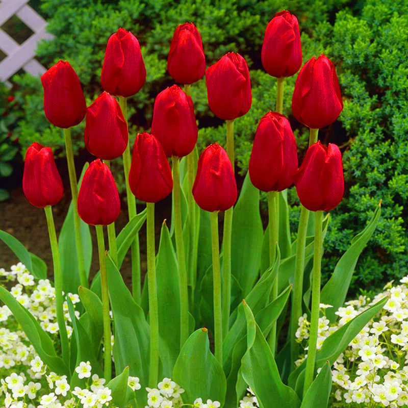 🔥HOT SALE 49% OFF💐🌷Beautiful tulip flowers🌷