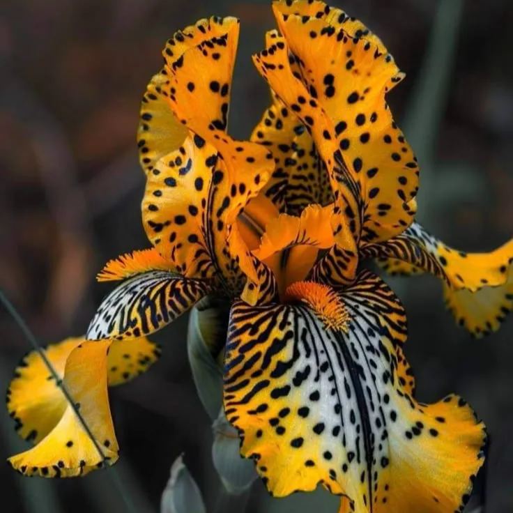 Inferno Eclipse-Rare Iris Bulbs⚜️