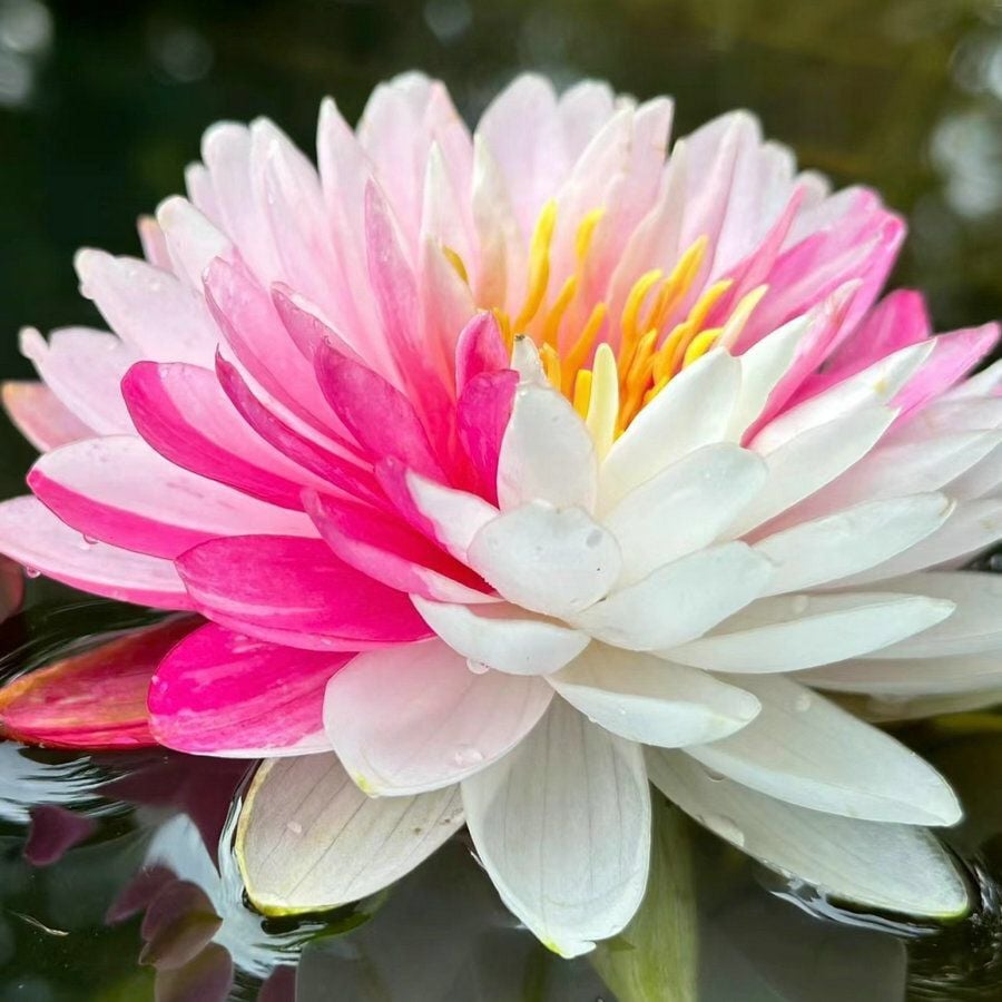 🔥HOT SALE 39% OFF💐Beautiful  Sacred Bonsai Bowl Lotus Flower Seeds (Can be planted in winter)