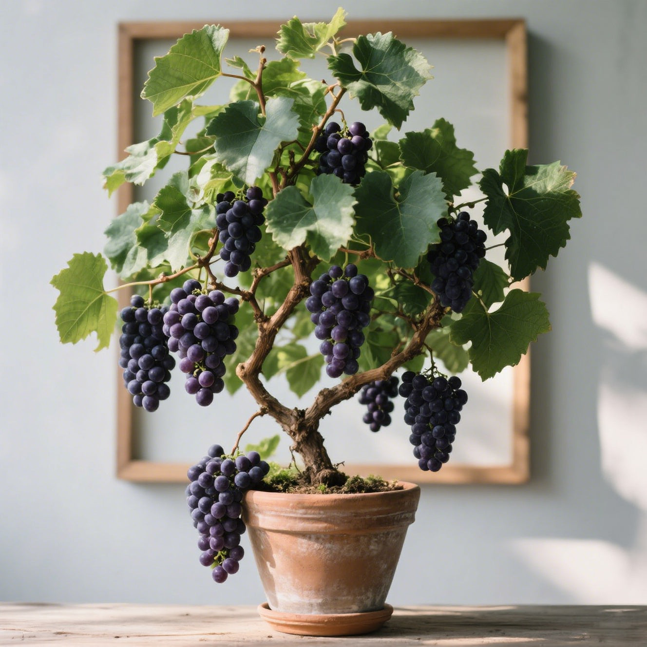 🔥LAST DAY Promotion 49% OFF 🍇Giant Grape Tree Seeds: Seedless Juicy Giant(Can be planted in winter)🍇