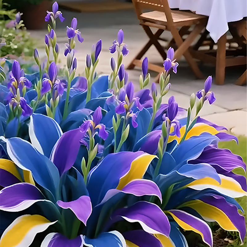 🌞 Easy-to-Grow Colorful Hostas for Year-Round Beauty🪴50 Seeds/Pcs