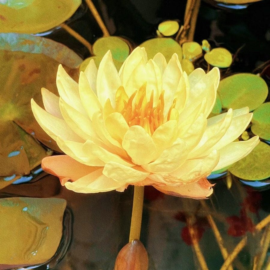 🔥HOT SALE 39% OFF💐Beautiful  Sacred Bonsai Bowl Lotus Flower Seeds (Can be planted in winter)