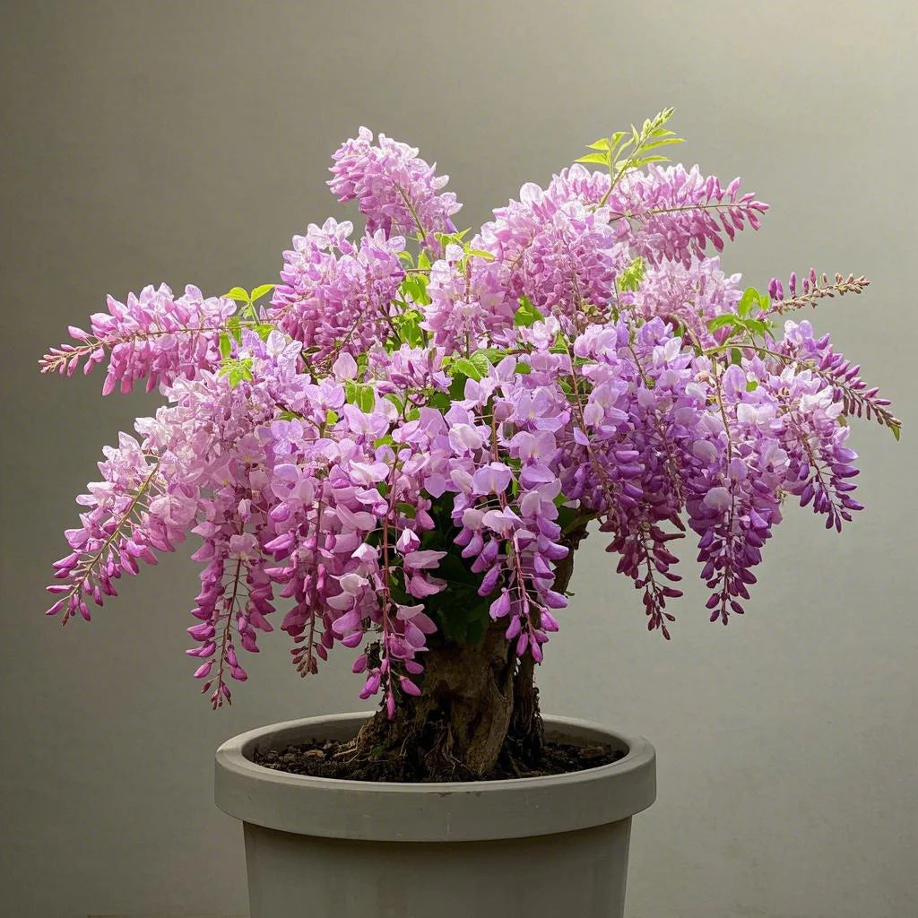 🔥LAST DAY Promotion 35% OFF 🌈🏠Beautiful Wisteria Potted Plants That Bloom All Year Round💜🌼