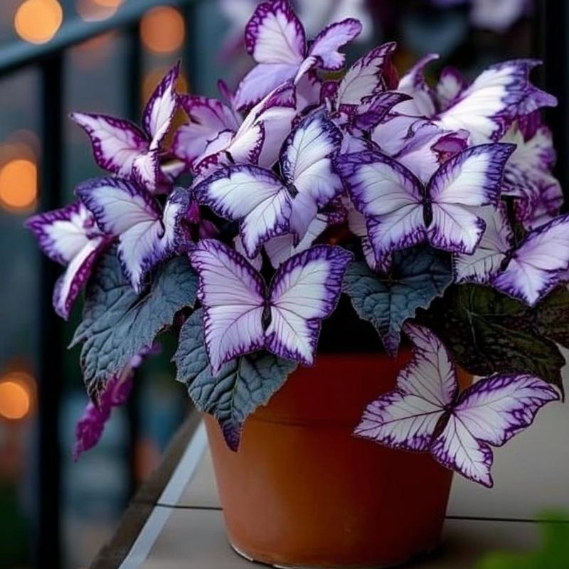 🦋 Unique purple butterfly-shaped perennial plant(Can be planted in winter)🦋
