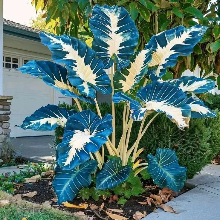 🔥LAST DAY 49% OFF🍃 Rare Hosta Bulbs – Perennial Shade/Outdoor Ornamental Foliage🌿