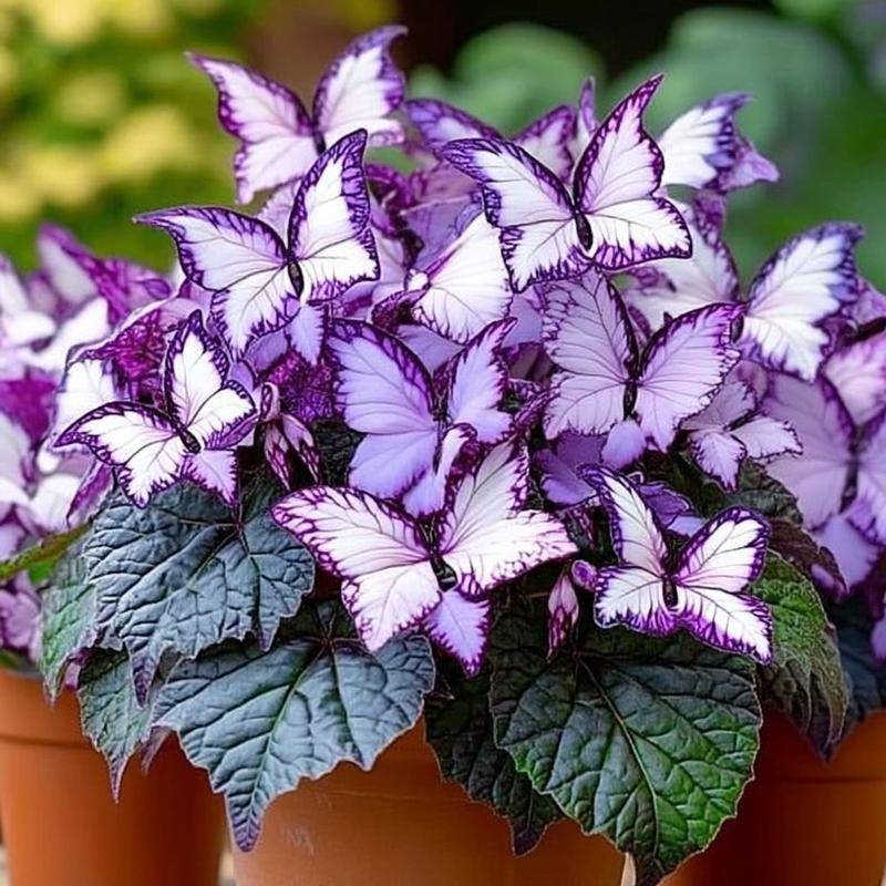 🦋 Unique purple butterfly-shaped perennial plant(Can be planted in winter)🦋