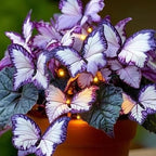 🦋 Unique purple butterfly-shaped perennial plant(Can be planted in winter)🦋