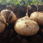 Exclusive Offer💥Rich, Juicy and Nutritious Crispy Fruit -Sweet Jicama for Planting in Your Home( Can be planted in winter)🍠