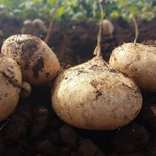 Exclusive Offer💥Rich, Juicy and Nutritious Crispy Fruit -Sweet Jicama for Planting in Your Home( Can be planted in winter)🍠