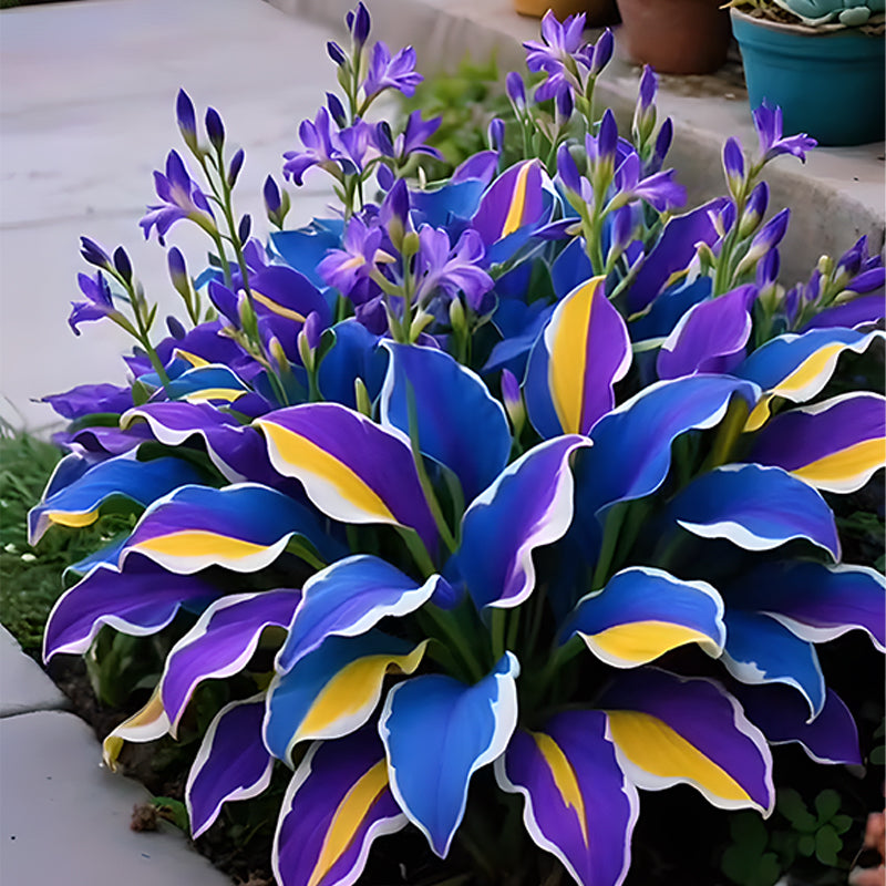 🌞 Easy-to-Grow Colorful Hostas for Year-Round Beauty🪴50 Seeds/Pcs