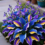 🌞 Easy-to-Grow Colorful Hostas for Year-Round Beauty🪴50 Seeds/Pcs