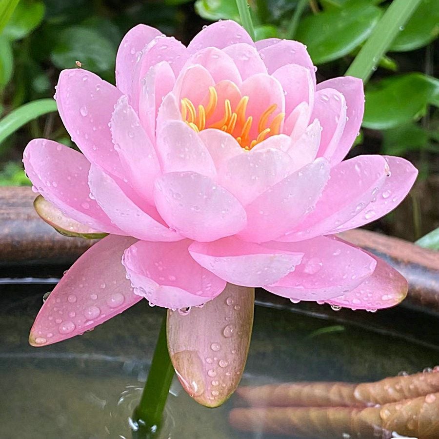 🔥HOT SALE 39% OFF💐Beautiful  Sacred Bonsai Bowl Lotus Flower Seeds (Can be planted in winter)