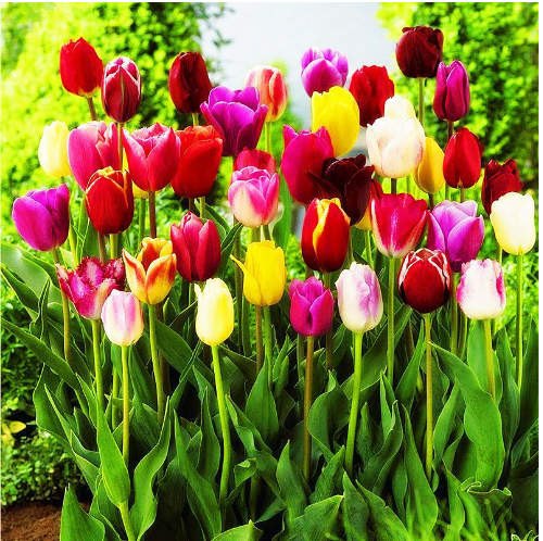 🔥HOT SALE 49% OFF💐🌷Beautiful tulip flowers🌷