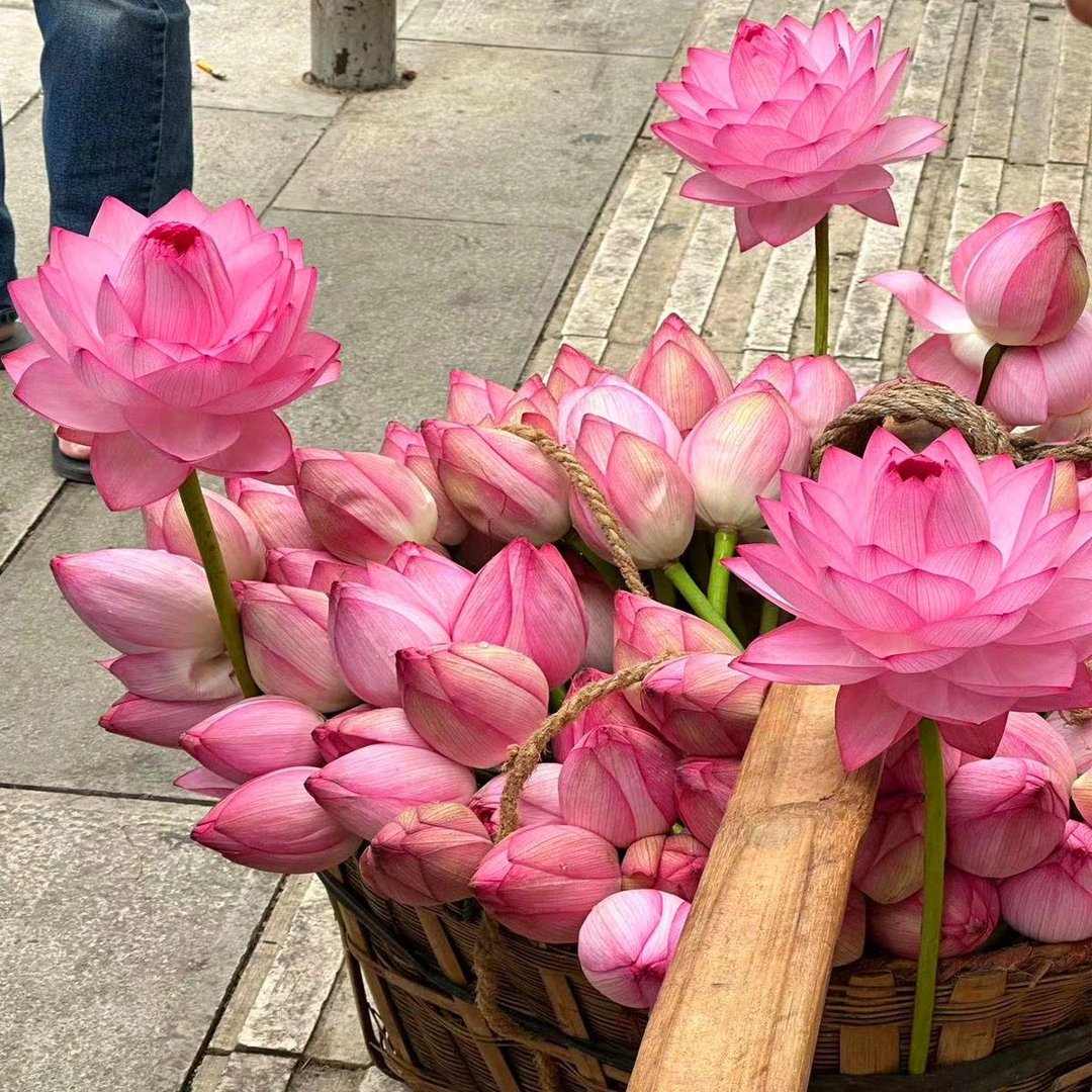 🔥HOT SALE 39% OFF💐Beautiful  Sacred Bonsai Bowl Lotus Flower Seeds (Can be planted in winter)